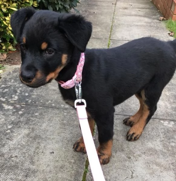   regalo rottweiler 