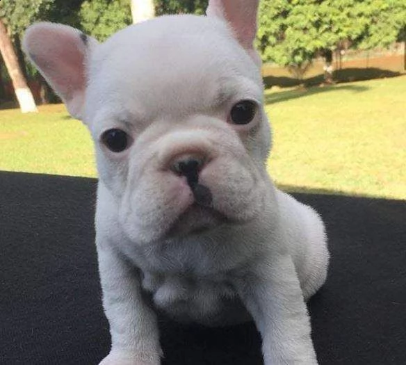 favolossimi bulldog francese.
