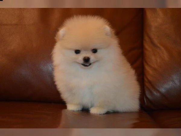 molto belli cuccioli di pomerania cerca casa
