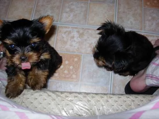 adorabili cuccioli dello yorkshire terrier