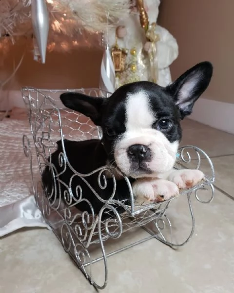 adorabile francese bulldog cuccioli 