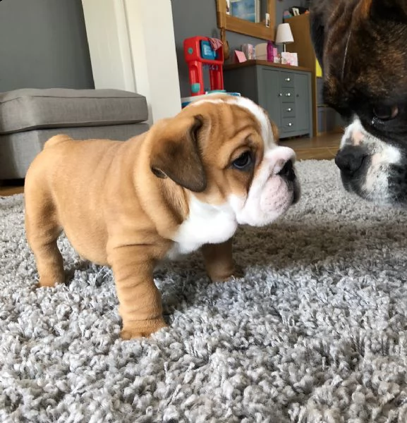 umili cuccioli inglesi bulldog 12 settimane di età 
