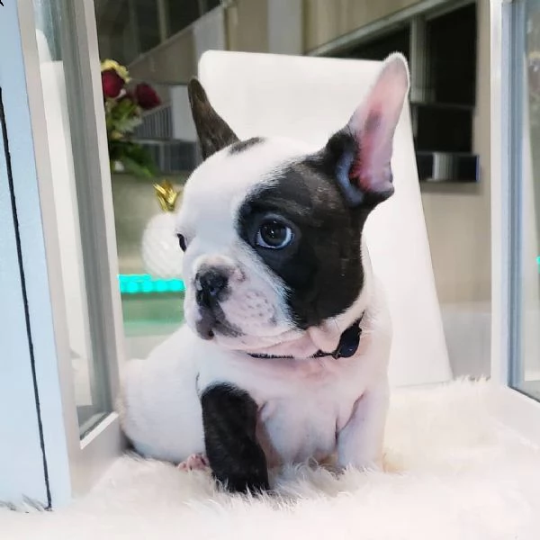 dolce francese bulldog cuccioli per l'adozione . 