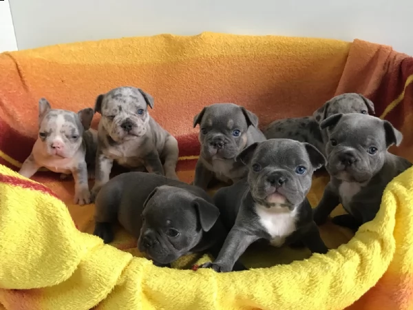 bouledogue - bulldog francese blue cuccioli | Foto 1