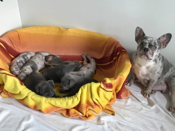 bouledogue - bulldog francese blue cuccioli | Foto 0