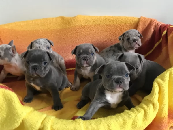 bouledogue - bulldog francese blue cuccioli