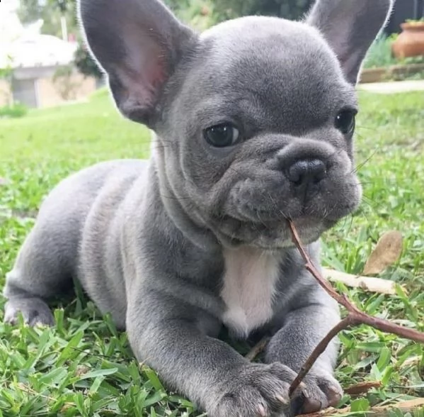 cuccioli di bouledogue francesi total blue