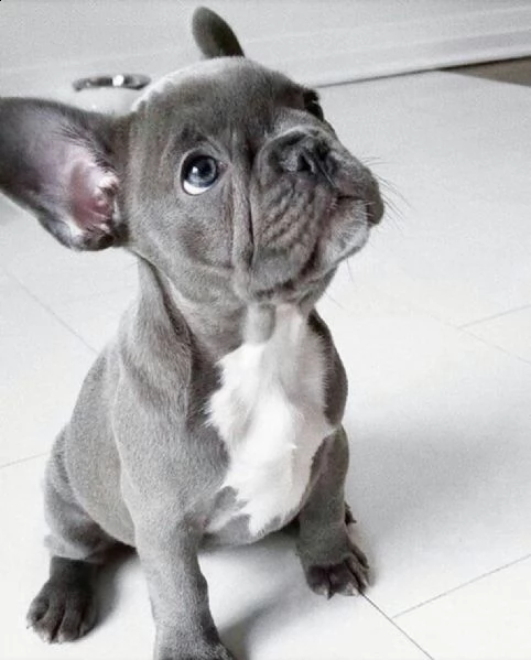 cuccioli di bouledogue francesi total blue | Foto 1