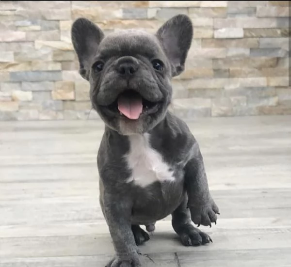cuccioli di bouledogue francesi total blue | Foto 0