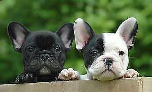 belli cuccioli di bulldog francese.