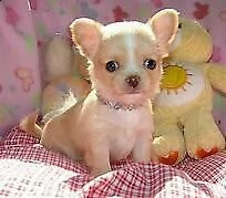 chiwawa maschio e femmina.