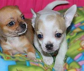 cuccioli di chihuahua toy