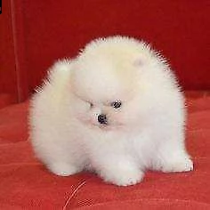 disponiamo cucciolo spitz pomerania toy allegrissimi e educatissimi