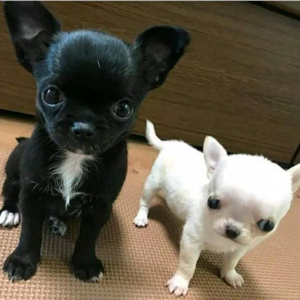cuccioli di chihuahua mini toy di 70 giorni con primo vaccino già sverminati e microchip per info ch