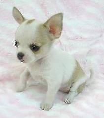 cuccioli di bellissimi chihuahua toy italiani e perfetti di 80 giorni 