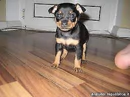 cediamo cuccioli di pincher tedesco toy amorevolissimi e perfetti 