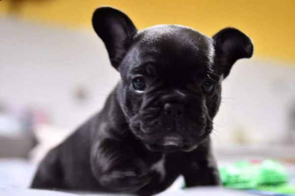 disponiamo cuccioli bellissimi di bulldog francese affettuosissimi 