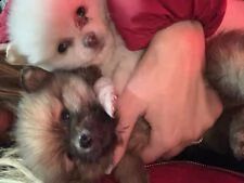  pomerania nano cuccioli di razza con garanzia 