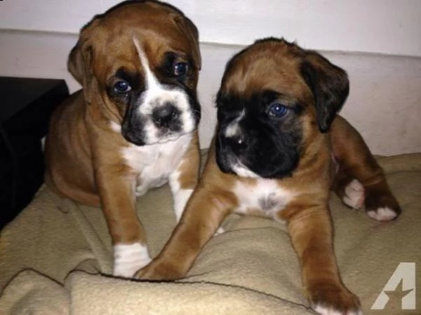 cuccioli boxer in vendita