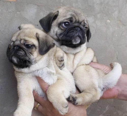 cuccioli di pug sani disponibili ora