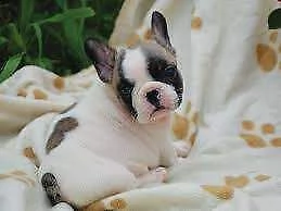 cuccioli di bulldog francese belli e dolci esemplari unici gia sverminati con microcip primi vaccini