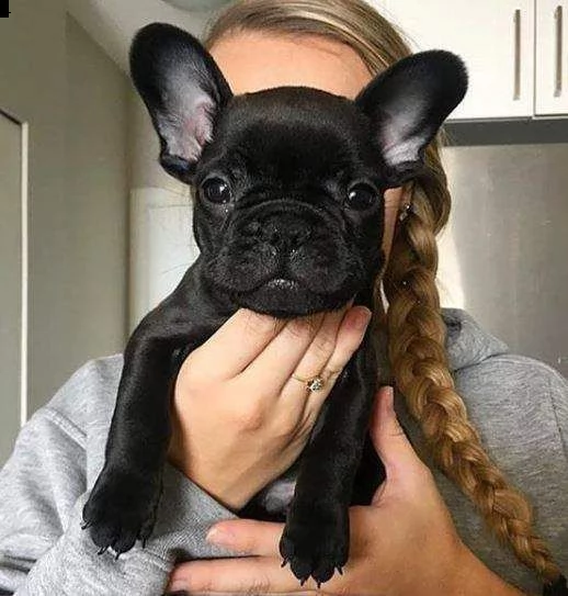 teneri cucciolini bulldog francese inteligentissimidi 2 mesi e mezzo maschi e femmine