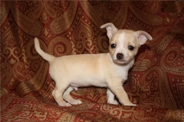 disponibili cuccioli di chihuahua gioiosi affettuosi e dolcissimi