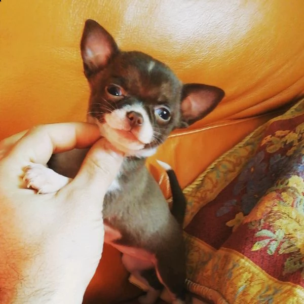 bellissima femmina di chihuahua toy colore nerofocato, disponibile