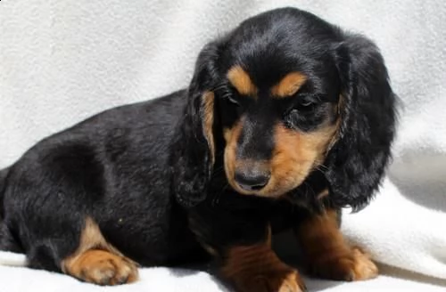 cuccioli bassotto per adozione