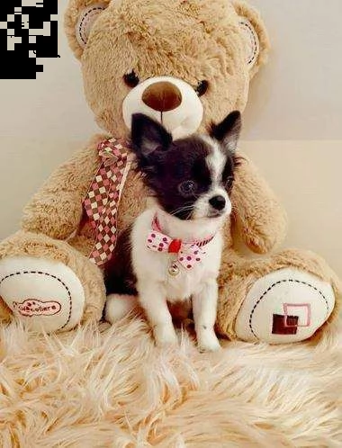 teneri cucciolini affettuosissimi piccolissimi chihuahua mini toy 