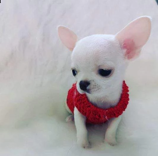 teneri cucciolini chihuahua messicano dolcisimi e purissimi e belissimi 