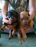 cucciolo di pincher mini toy buonissimo eccellentissimo