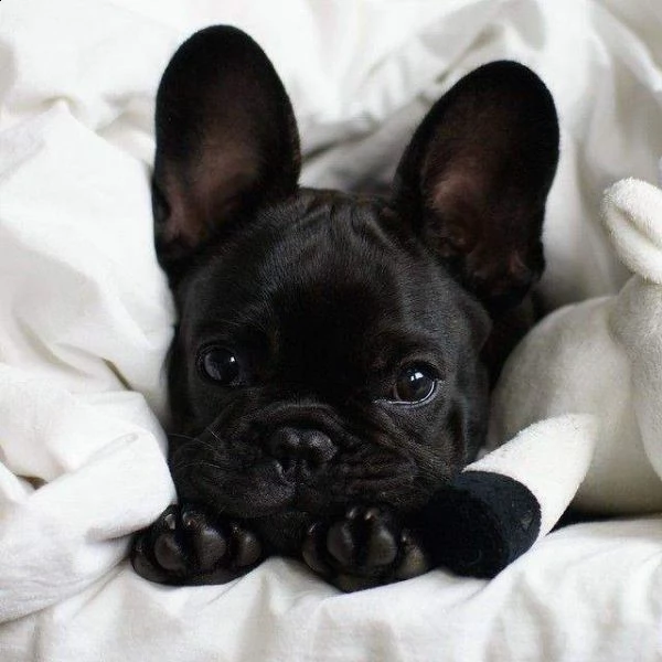 affettuosi cucciolini bulldog francese originalissimi simpaticissimi e bellissimi