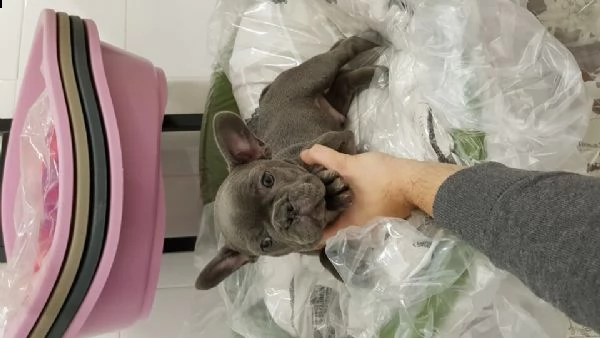 cucciolo total blu sesso maschio di bulldog francese. il cucciolo ha 65 giorni