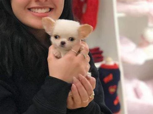 teneri cucciolini affettuosissimi piccolissimi chihuahua mini toy