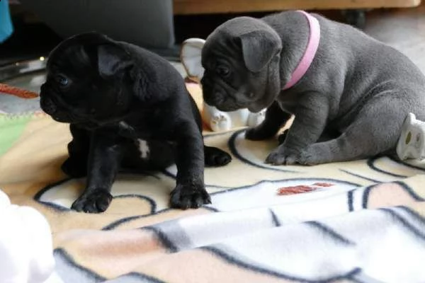 cucciolata bouledogue - francesi con pedegree enci22