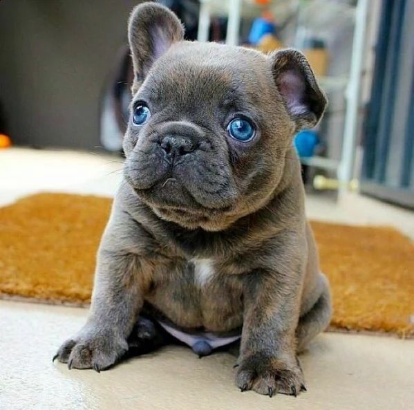 disponibili cuccioli di bouledogue francese 