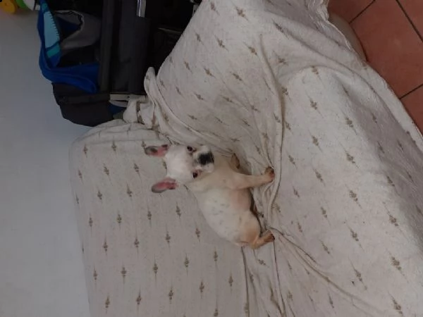 disponibile da subito cucciola  bouledogue francese toy 