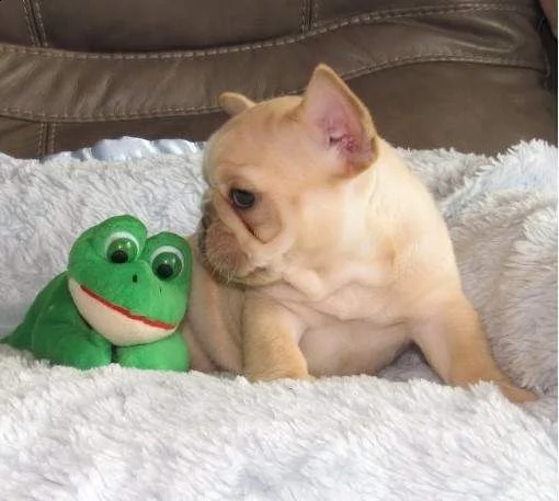 cucciolata bouledogue - francesi con pedegree encisss