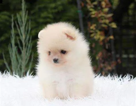 cuccioli meravigliosi di spitz pomerania toy di circa 2 mesi e mezzo italiani