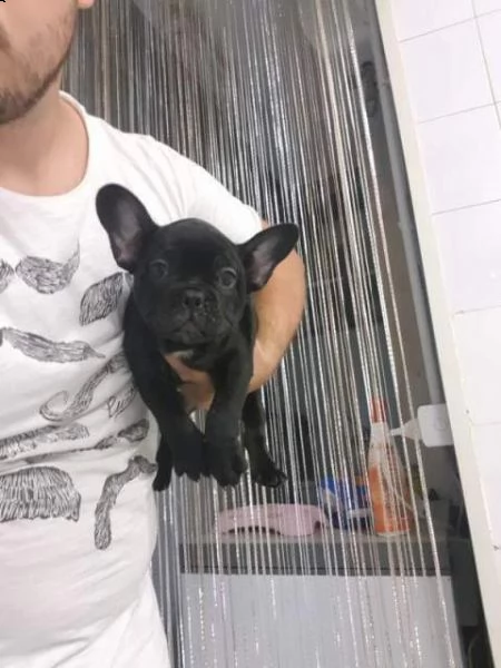 piccolo neo bulldog francese subito disponibile . il cucciolo italiano