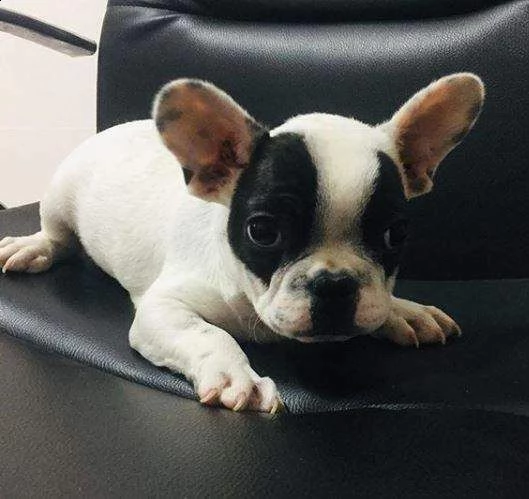 disponiamo cuccioli dolcissimi di bulldog francese di 2 mesi 
