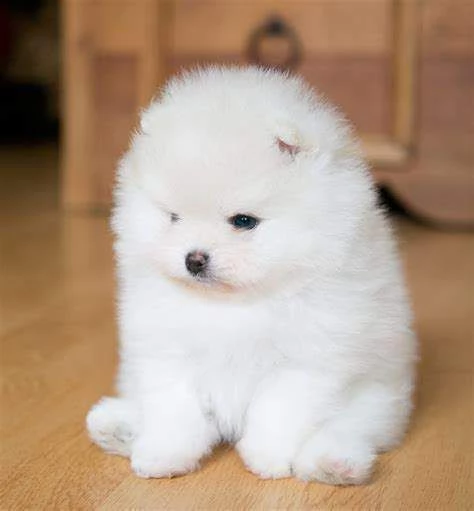  cuccioli di spitz pomerania toy bellissimi vivaci e ottimi di 2 mesi