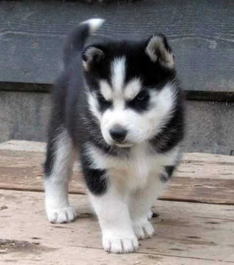 adorabili cuccioli di siberian husky femminucce e maschietti disponibili per l'adozione gratuita i c | Foto 0
