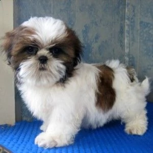 in adozione cucciolata di shih tzu prestigiosa e favolosi cucciolato e cucciolata di shih tzu , favo | Foto 0