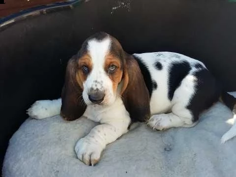 cuccioli di basset hound per adozione