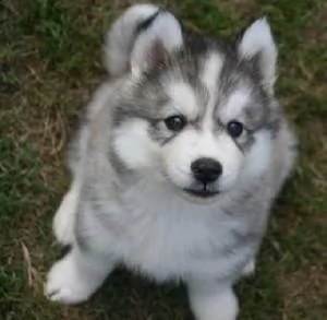 husky