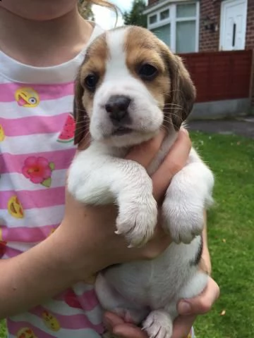 cuccioli di beagle disponibili