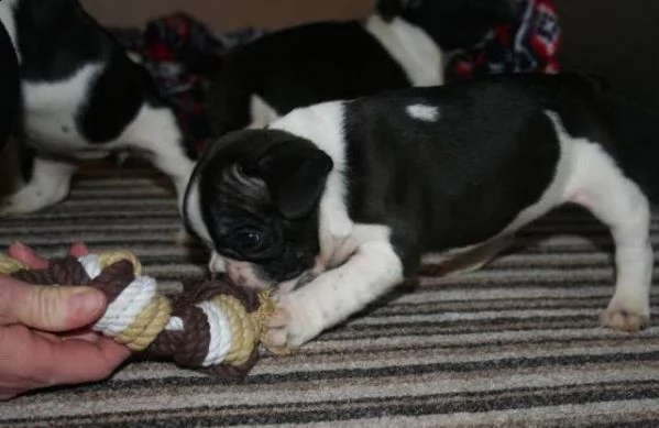 bellissimi cuccioli di toro francese pronti