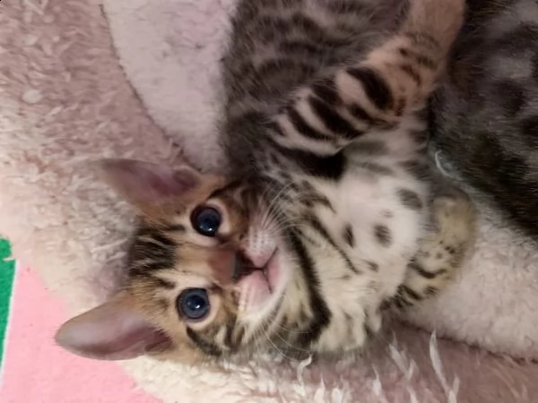 bellissimi gattini del bengala